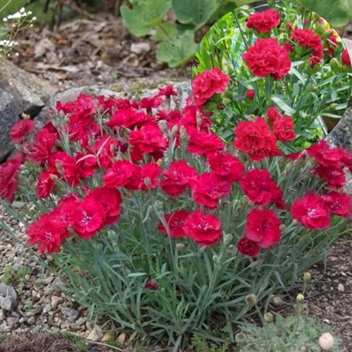 Dianthus gratianopolitanus 'Bombardier' - Hall nelk 'Bombardier' 